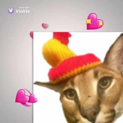 An edit of my favorite cats :)