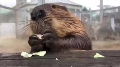 Beaver grabbies and chompies