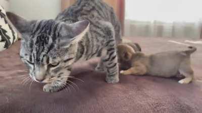 Kitty sees them for the First Time