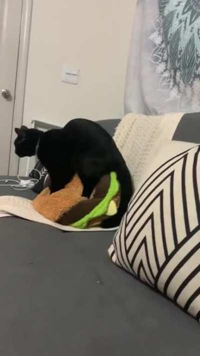 Two paws isn’t enough for this kneady cat