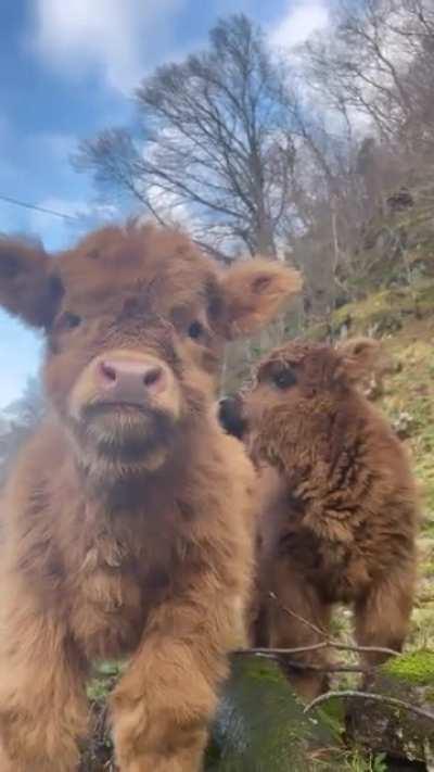 Look at these two pretties! 😍