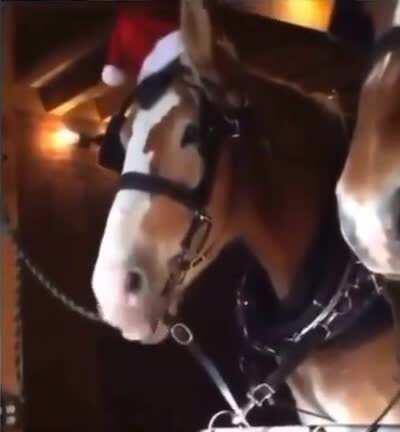 Sett 🦊 when he 👉👌 Bard's 🕳️