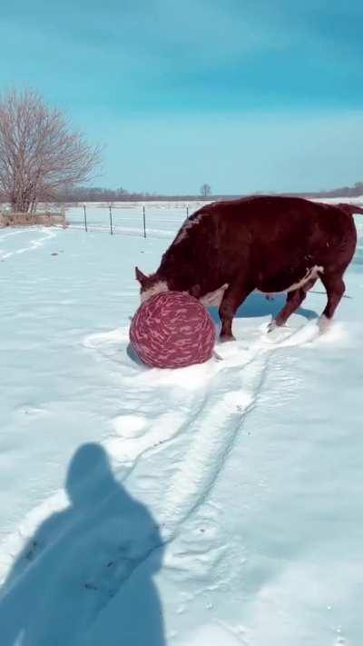 Playing ball in the snow
