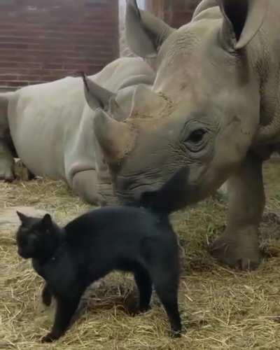Rhinos don't get along with other animals that easily,but look who managed to do that.