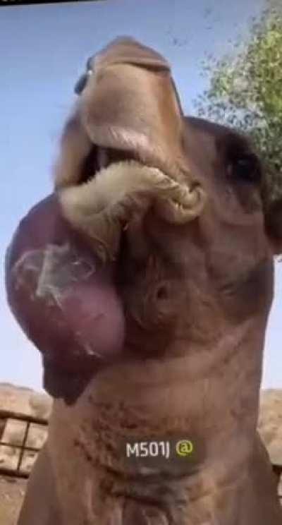 Camel does whatever it did
