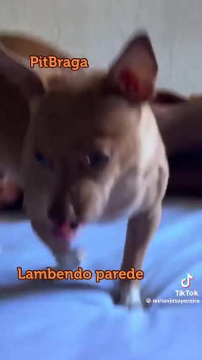 Pose de machão e lambe parede o Zé 