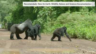 Apes with xxx + shares holding for apes with x shares 🥲