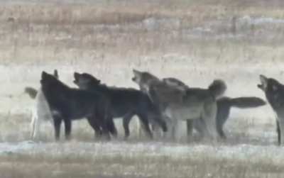 🔥Yellowstone wolf pack start a howl