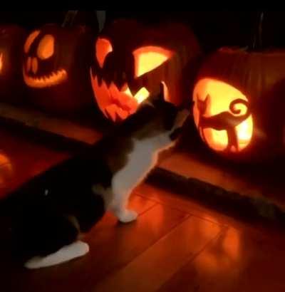 Who's this jerk standing on my pumpkin?