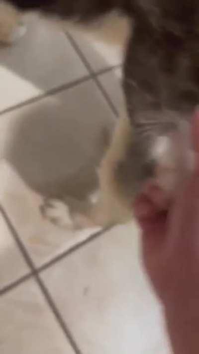 Husky: Excuse me, what do you think you are doing?