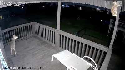 brave cat fights a coyote