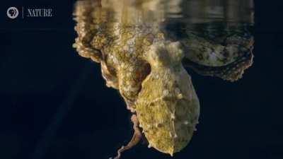 Sleeping Octopus Changing Color While Dreaming