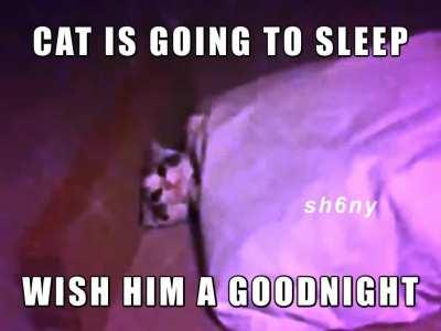 cat going to sleep