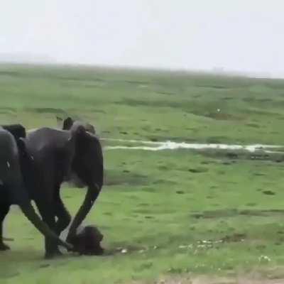 When an elephant gives birth, her herd gathers