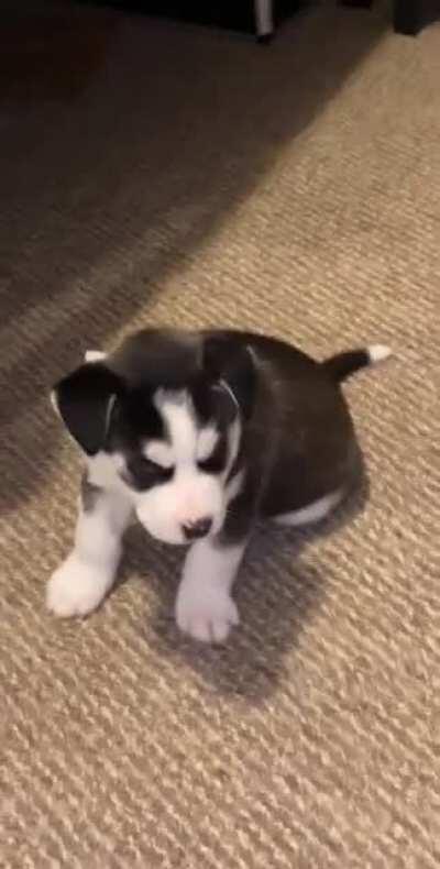 My husky’s first howl