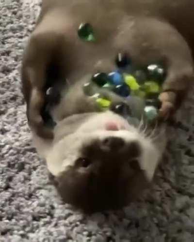 Otter spielt mit seinen Murmeln