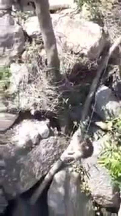 Shore se vc shorou 😭👌