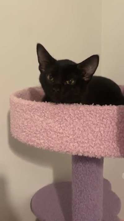 Nova screaming! (She used to be very smol)