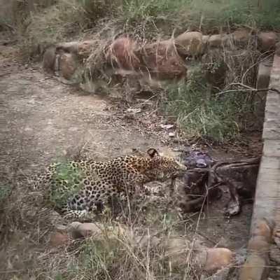 jaguar and hyena compete for leftovers