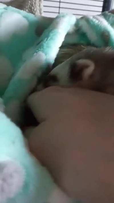 Misty has decided it's my bedtime 😄