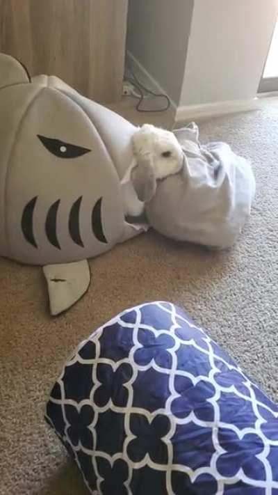 she is the top predator