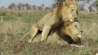 Wildlife photographer captured a very unusual lion behavior