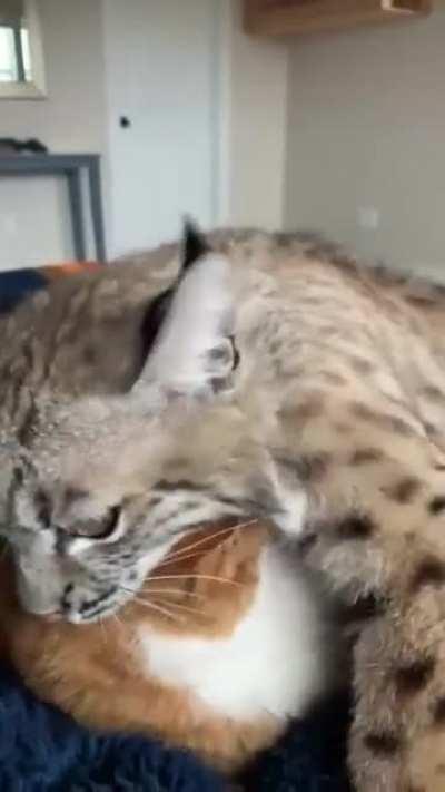 Meu deos pero mira los gatinhos