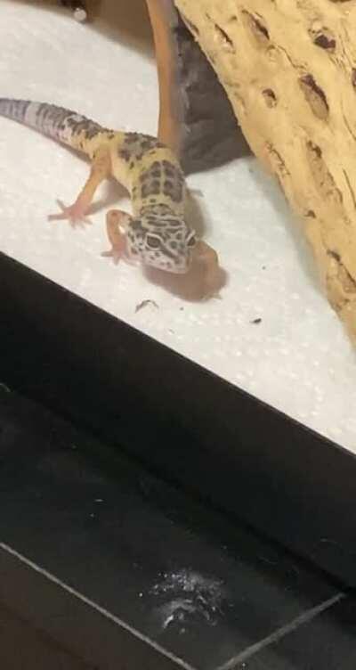 First time he’s ever come up to me himself, but then decides nah too scary, somewhat getting there in earning his trust though!!