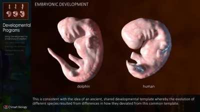 Side by side comparison of a Dolphin and a Human embryo development. This short clip compares the development of the phylotypic stage between dolphins and humans.