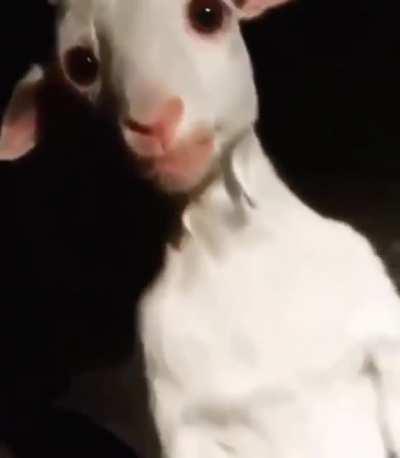 Cursed_Goat