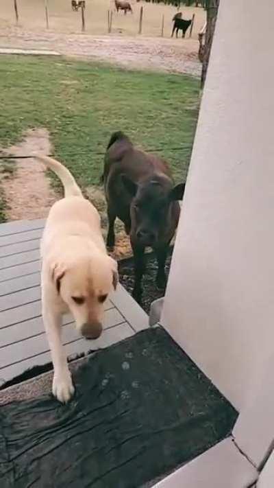 This Doggo trying to invite his cow friend.