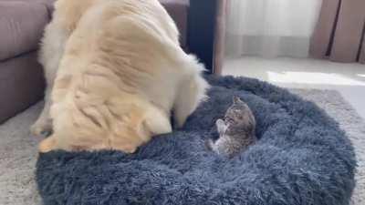 To get the kitten off his bed
