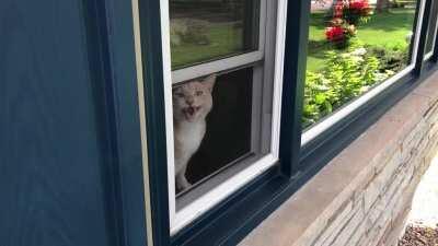 Cat not enjoying politician going door-to-door