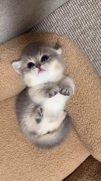 Осторожно, может треснуть мимиметр.