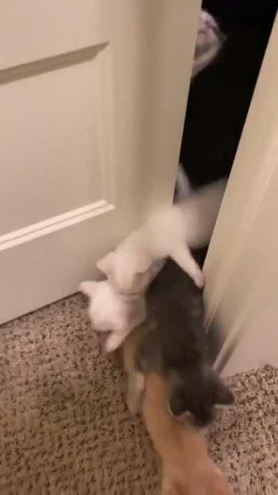 Just a cute little kitties...