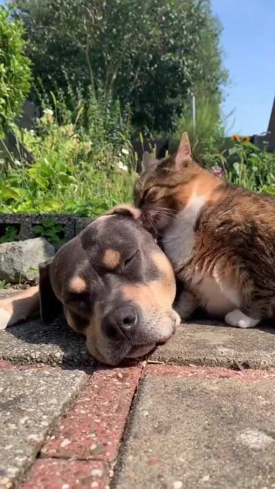 Wake up 🎄 Christmas is coming🎄😽🐶