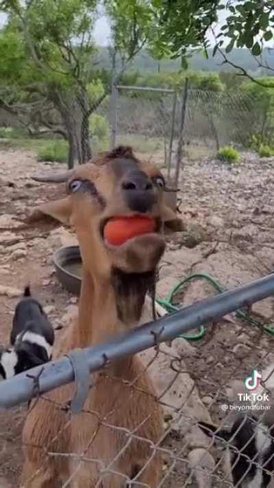 Meep tries to eat tomato