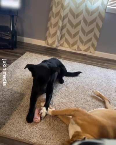 He is asleep... Know its my time to get this bone...