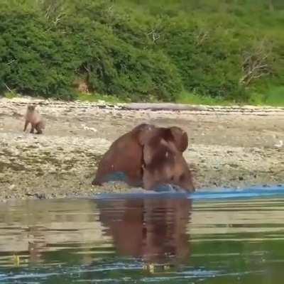 Brown bears fighting near a whale carcass. A large male charges at the parent and her cub but a larger bear comes to the rescue.