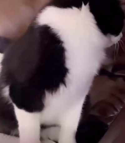 Mr. Chief had had enough of your shit