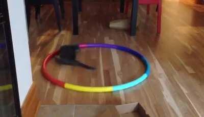Cat Plays with Hula Hoop