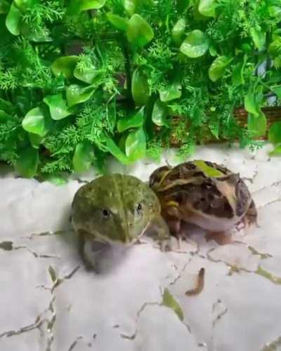 froggington