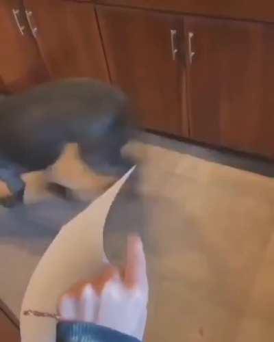 Ah yes, a dog's love