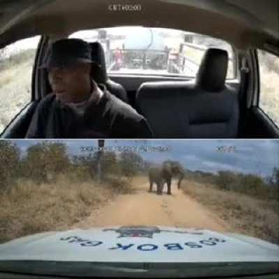 Elephant charges vehicle at game reserve. I'd honestly shit myself if this was me.