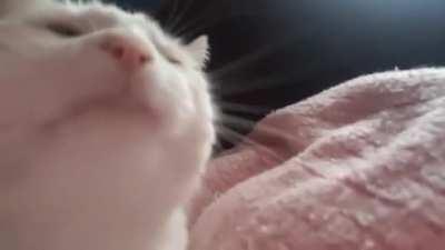 in case anyone didn't know, this is the original video that catjam came from