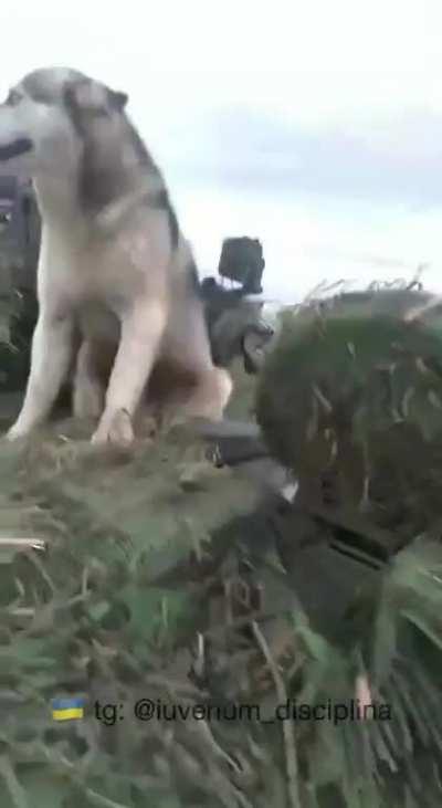 Tankers on the march with their friend 