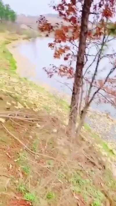 I thought those were leaves floating