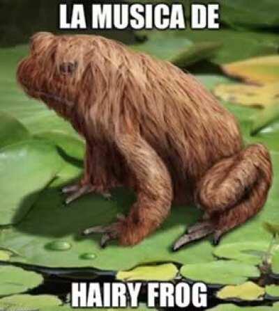 Hairy Frog appreciation post 🙏