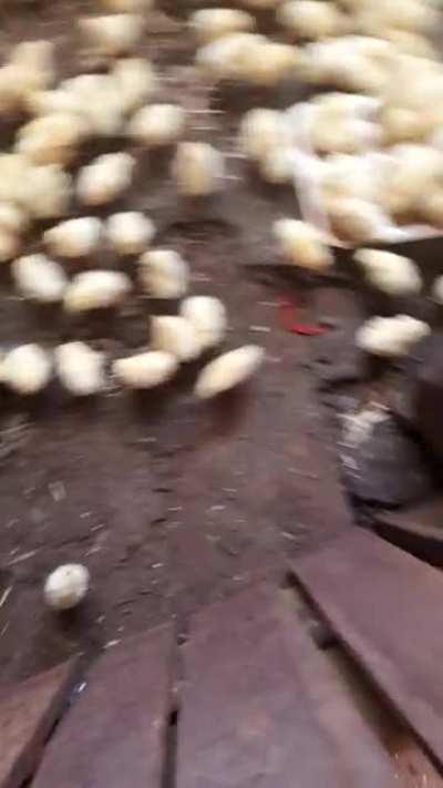 No tengo memes pero si estos 700 pollitos