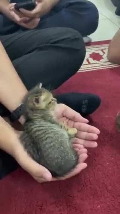 Handful of kitten